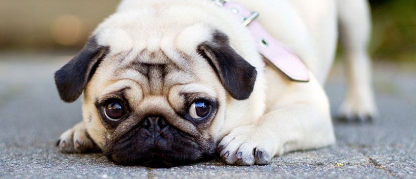 Air Travel Stressful For Dogs
