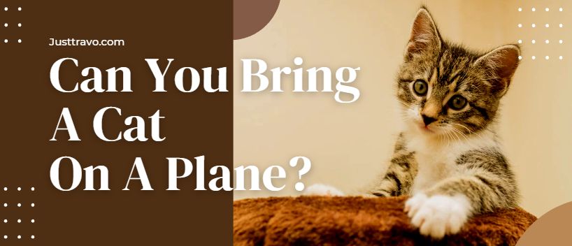 Can You Bring A Cat On A Plane?