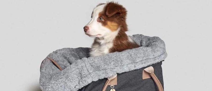 Bring A Dog On A Plane For Free