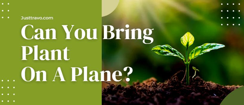 Can You Bring Plants On A Plane?