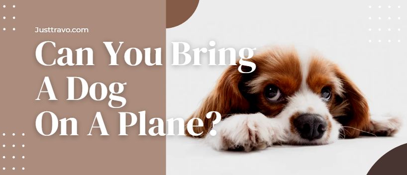 Can You Bring A Dog On A Plane? Policies For Travelling With Dogs