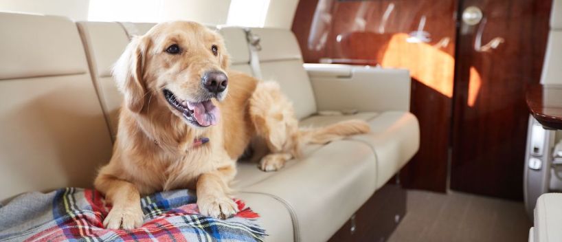 Can I Buy My Dog's Seat On An Airplane