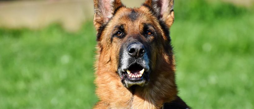 Restrictions On Flying With A Large Dog