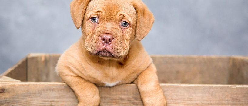 Rules By Airlines On Flying With Pets 