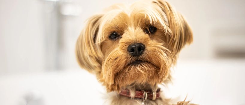 TSA Rules For Flying With Dogs 