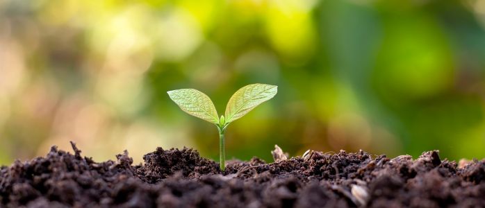 Can You Bring Plant Seeds on a Plane