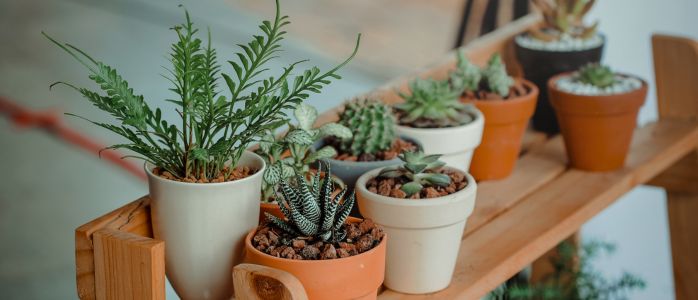 Can You Bring Plants on a Plane