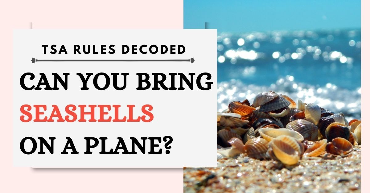 Can You Bring Seashells On A Plane? TSA Rules Decoded