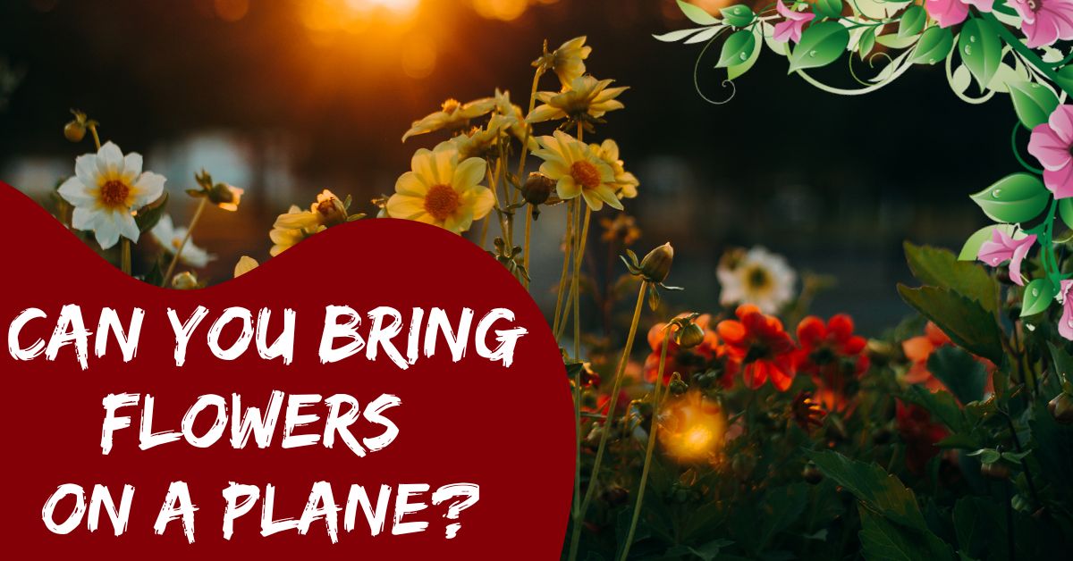 Can You Bring Flowers On A Plane?
